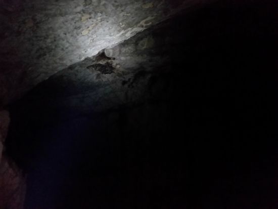 Mehr als die Fledermäsue wird es auch weiter unten in der Höhle nicht zu sehen geben - und die auch nur mit meiner Taschenlampe. Die Petroleumlampe scheint nicht so weit.