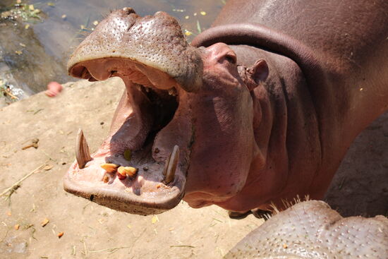 Für viele Tierarten kann man an Ständen Futter kaufen.