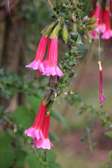 Eine Cantuta, die Nationalblume von Peru