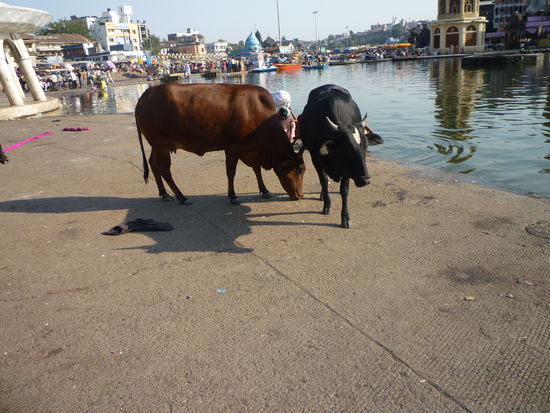Heilige Kühe am Gath suchen nach fressbarem Abfall.