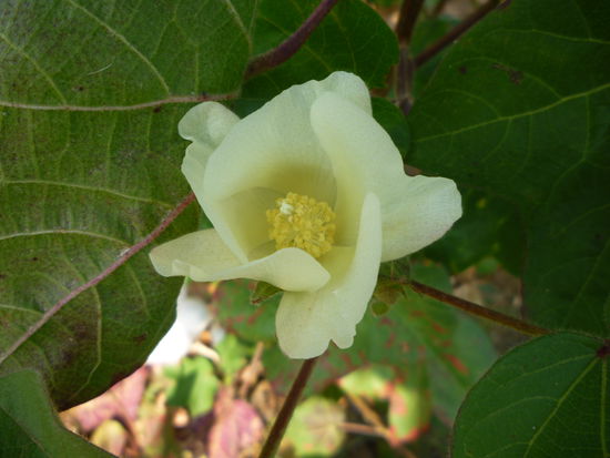 Am Wege waren einige Baumwollfelder. Dies ist die schöne Blüte eines Baumwollstrauches