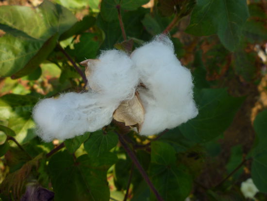 Nach der Blüte wächst die Samenkapsel,reift und öffnet sich.Heraus quillt die weiße Baumwolle.