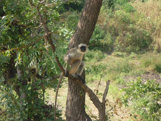 Affen bestaunten uns neugierig am Wegesrand. Denn keinem Menschen hier würde es einfallen zu den Höhlen zu wandern. Es gab doch Busse und Rikshas, die sich überall aufdrängten.