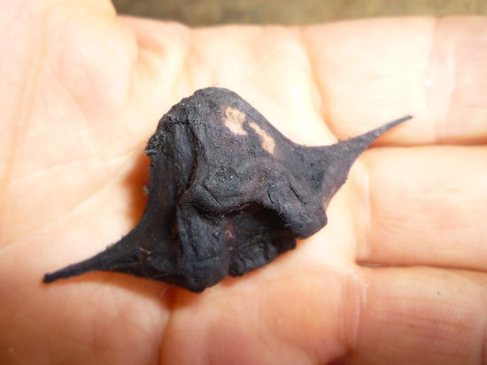 Das ist eine mir bisher unbekannte Pflanzenknolle.Man schneidet eine Spitze ab und kann dann leicht die Schale entfernen Sie schmeckt sehr gut. Wenn jemand dieses Gemüse oder die Pflanze kennt,  würde ich mich über nähere Info freuen.