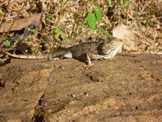 Eine Agame am Wegesrand