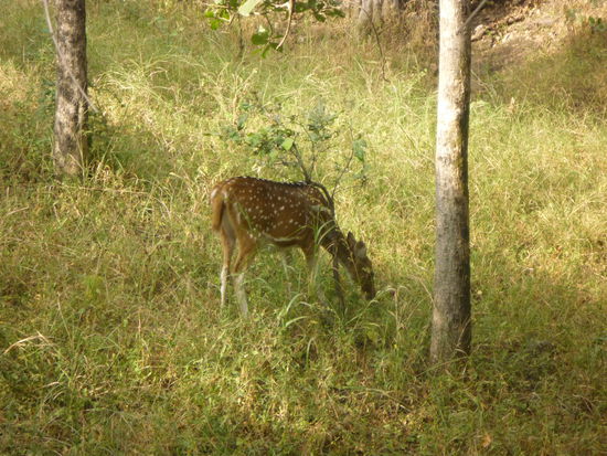 Äsende Axishirschkuh