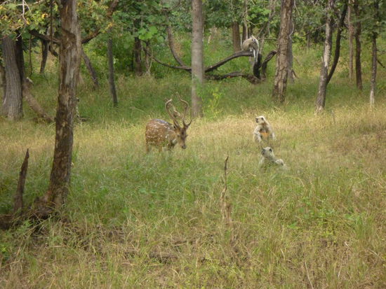 Axishirsch und Affen