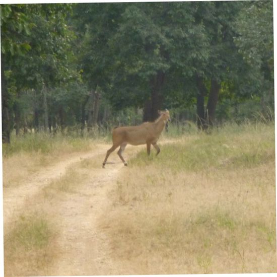 Eine Bluebullantilope kreuzt unseren Weg