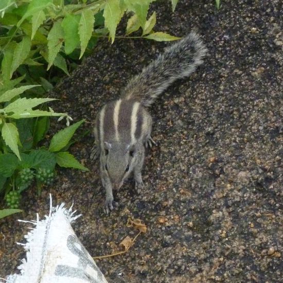 Ein Streifenhörnchen beobachtet die Arbeiten