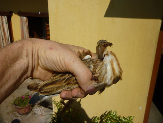 Im Hotel finden wir diesen verletzten Vogel.