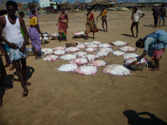 Die Fischer verteilen den Fang auf die Familien.