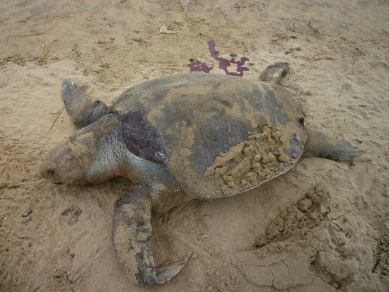 Leider geht manchmal auch eine Meeresschildkröte in Netz.