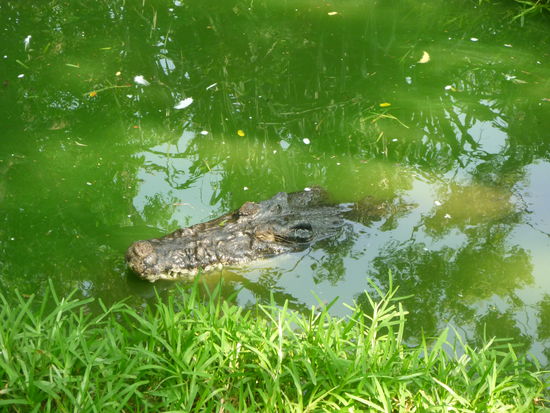 Ein Salzwasser- oder Leistenkrokodil