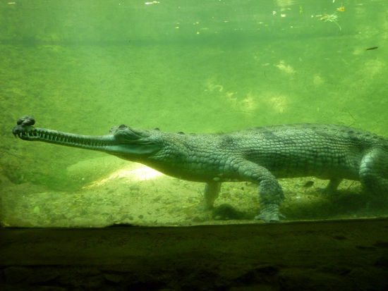 Ein Gavial