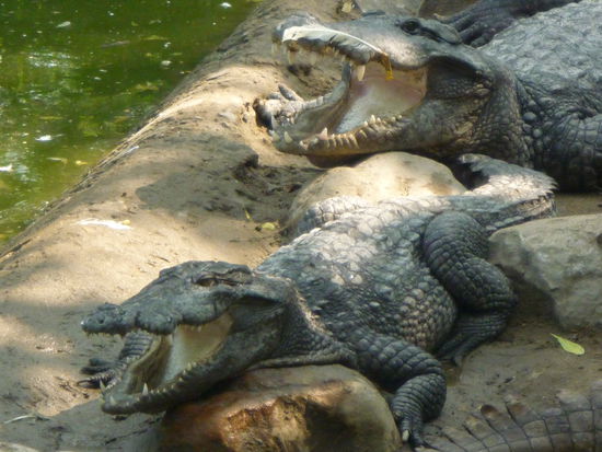 Indische Krokodile am Rande des Tümpels