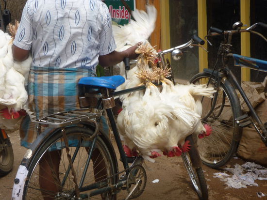Hühnerhändler in Chennai mit lebenden Tieren.