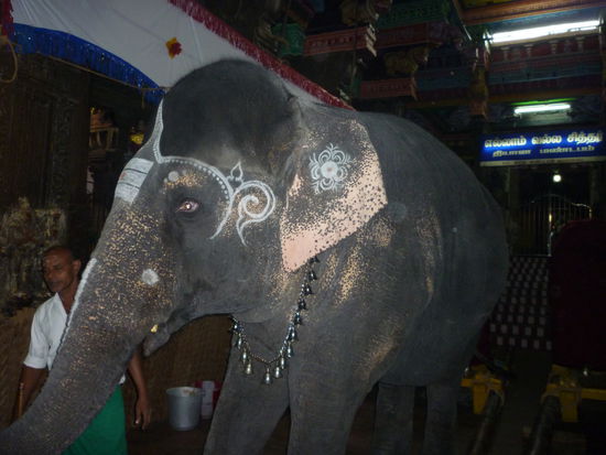 Der Tempelelefant kassiert die Spenden und segnet mit senem Rüssel die Gläubigen.