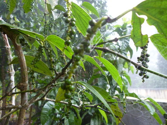 Im Garten wachsen noch Gewürzpflanzen. Dies ist ein Pfefferstrauch mit grünen Pfefferbeeren.