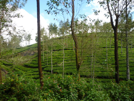 Teeplantagen säumen unseren Weg.