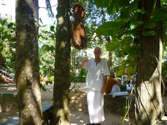 Im Hof des Sivananda Ashrams entdecke ich diese Jackfrucht. Ich schätze sie vielleicht auf 50 Kg.