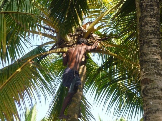 Ein Mann erklimmt die Palme, um Kokosnüsse für uns abzuschneiden.