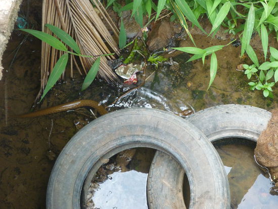 Im Wassergraben kann ich gerade noch diese Schlange unter den Reifen verschwinden sehen.