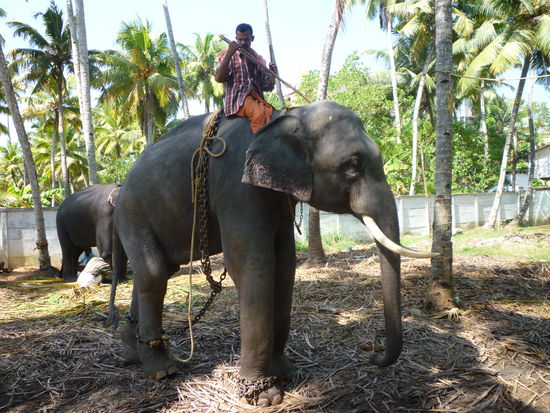 Im Amma Ashram sind 2 Arbeitselefanten beschäftigt.