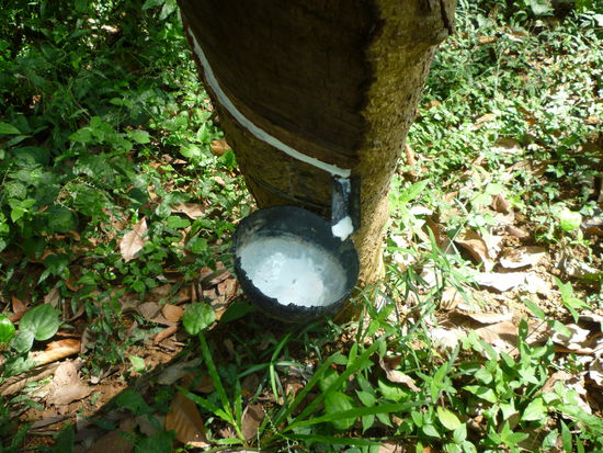 Das Gelände ist mit Gummibäumen bepflanzt und so wird der Kautschuk geerntet.