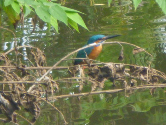 Hinter der Terrasse des Restaurants ist ein kleiner Teich angelegt. Dort kann ich einen farbenprächtigen Eisvogel auf der Jagd nach Beute beobachten.
