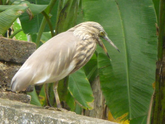 Der  Paddy-Reiher ist kein seltener Vogel in den feuchten Gebieten Keralas