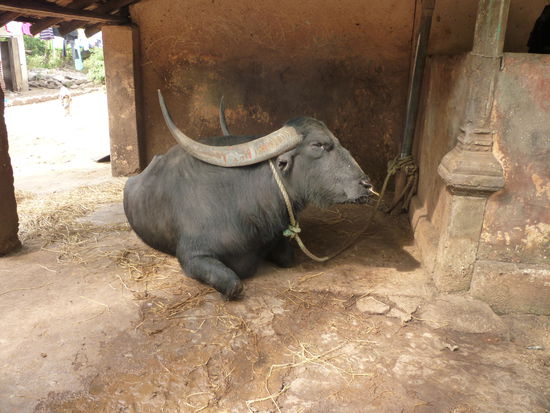 Alter Wasserbüffel mit Riesigen Hörnern