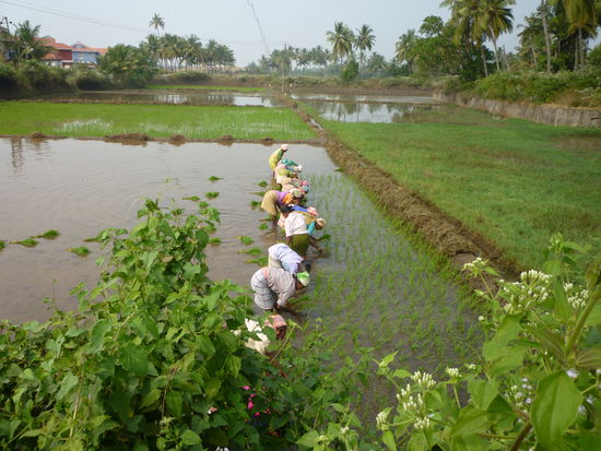 Die Frauen setzen junge Reispflanzen