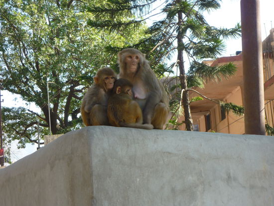 Eine Affenfamilie begrüsst uns in Rishikesh