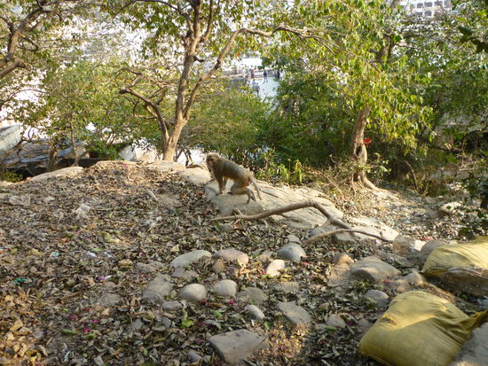 Rhesusaffen am Aufstieg zum Tempel. Die Tiere sind sehr agressiv und geschickte Diebe. Sie versuchen sogar Sachen oder Taschen aus der Hand zu reissen.