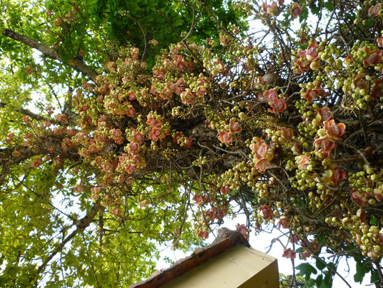 Ein Baum mit wunderschönen Blüten im Garten des Ashrams