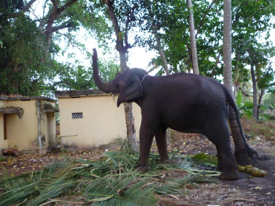 Auf der Rückseite eines Tempels war dieser Elefant zu sehen.