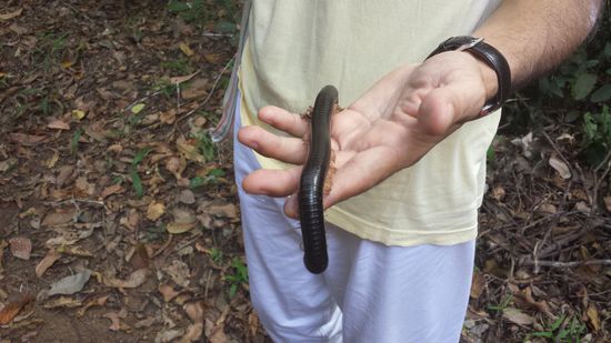 Freitags ist unser freier Tag, und ich nehme an einem Ausflug teil. Es geht über den See, dann Fußmarsch durch den Djungel zu einem wunderschönen Wasserfall, wo wir den Tag verbringen.
Am Wege habe ich diesen Tausendfüßler entdeckt.