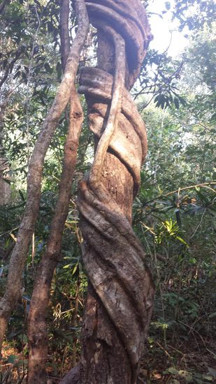 Bizarr geformter Baumstamm