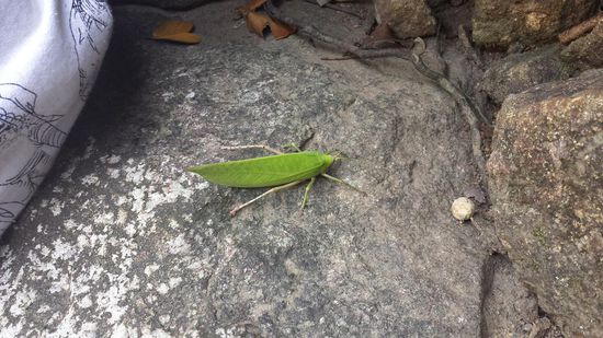 Heuschreckenart als Blattimitation.