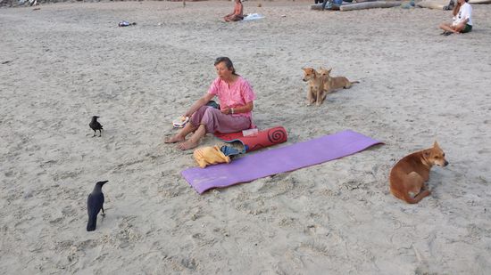 Wenn am Strand gegessen wird, kommen einige ungebetene Gäste.