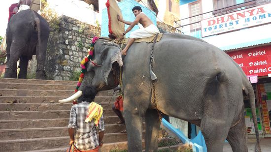 Eine Prozession mit 2 Elefanten, Musikgruppe un gescmückten Tänzern zieht durch die Stadt zum Tempel.