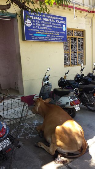 Vielleich hat diese Kuh Zahnschmerzen.