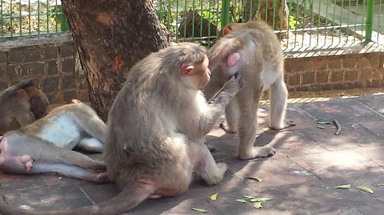 Während unserer Zeit hier werden wir 2 Tage von einer durchziehenden Affenhorde belästigt. An einem Tag hatten die Affenelter ihr kleines Junges in unser Zimmer geschickt, weil es durch die Gitterstäbe paßte. Die Eltern saßen vor dem Zimmer und standen Schmierte, währen das Kleine unsere Bananen klaute. Danach stand ich auf Kriegsfuß mit den Affen und hatte einen Stock.