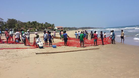 Die Fischer leeren die Netze und es werden auch einige Wasserschlangen gefangen, die wieder im Meer landen.