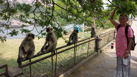 Die Affen in Hampi sind nicht agressiv und diebisch.