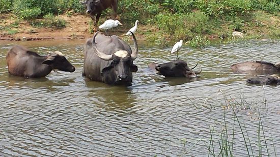 Wasserbüffel baden im Fluß