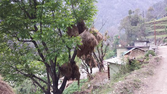 Das Heu wird auf den Bäumen gelagert.