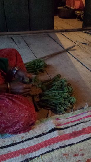 Im Frühjahr sind die Farnsprösslinge eine beliebte Bereicherung des Speisezettels, der jeden Tag aus Reis, Chapatti und Dhal besteht.