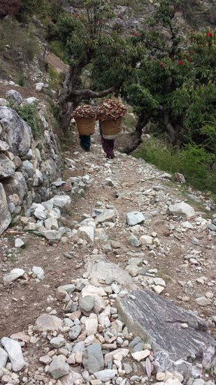 Aus den Wäldern wird Laub als Viehfutter geholt.