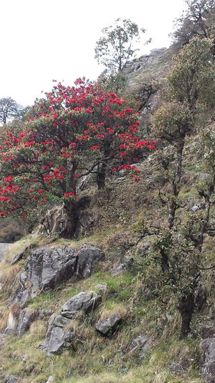 Ein Rhododendronbaum steht in voller Blüte.